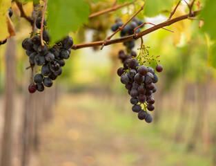 Bunch of dark grapes hanging on vines inside the vineyard
