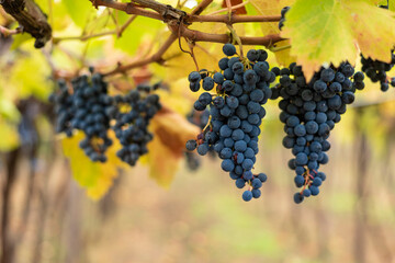Bunch of dark grapes hanging on vines inside the vineyard