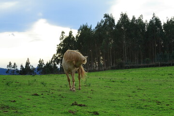 Caballo 