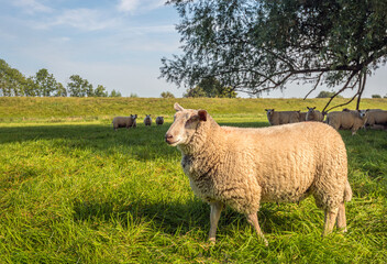 One brave sheep looks at the photographer while the other timid sheep watch from a distance. The photo was taken in the floodplains of a wide Dutch river. In the background is the river embankment.
