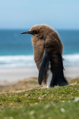 Un manchot royal juvénile en mue sur une île des Falkland.