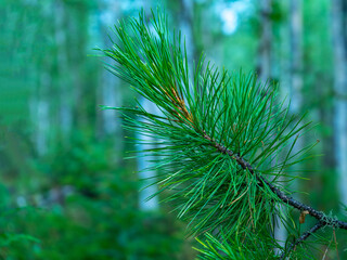 young pine branch with green needles. coniferous branch