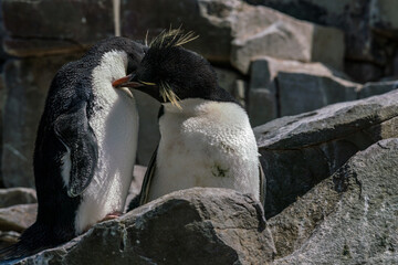 Un couple de gorfous sauteurs se toilettant sur une île des Falkland.