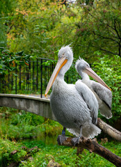 Flock of white noisy pelicans birds	