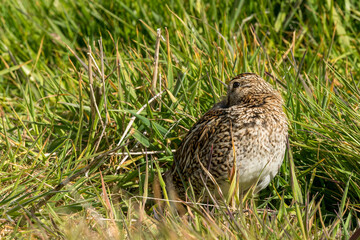 Une bécassine de Magellan cachée dans les hautes herbes sur une île des Falkland.