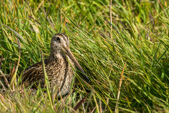 Une b&eacute;cassine de Magellan cach&eacute;e dans les hautes herbes sur une &icirc;le des Falkland.