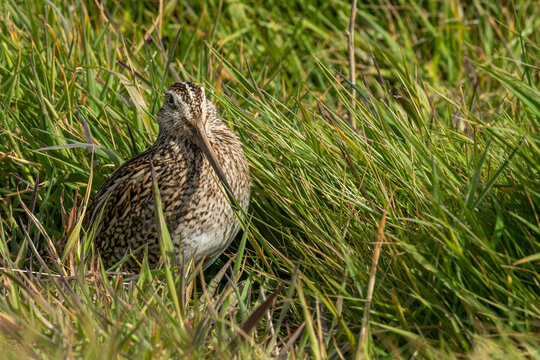 Une b&eacute;cassine de Magellan cach&eacute;e dans les hautes herbes sur une &icirc;le des Falkland.