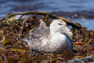 Un pétrel géant se reposant sur une plage d'une île des Falkland.