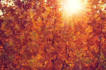 Dried oak leaves on a tree under the bright rays of the setting sun. Beautiful autumn foliage