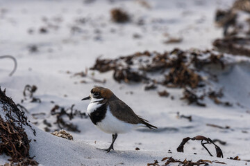 Un pluvier des Falkland s'abritant derrière une butte de sable sur une plage des Falkland.