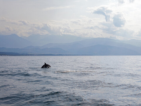 Dolphin jumping in blue sea water