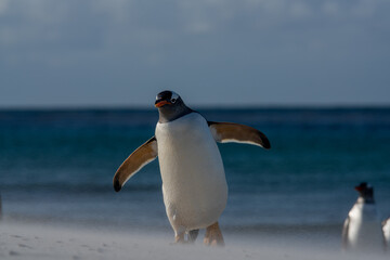 Fototapeta premium Un manchot papou se déplaçant sur une plage des îles Falkland balayée par le vent.