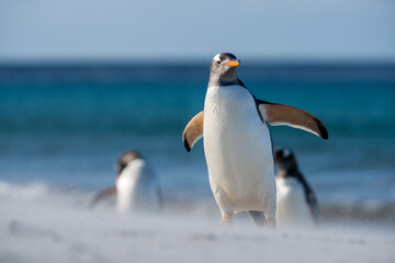 Un manchot papou se déplaçant sur une plage des îles Falkland balayée par le vent.
