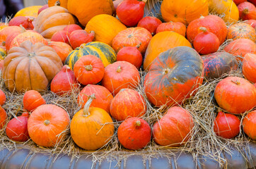 decorations of orange and multicolored pumpkins lie a lot for halloween fall