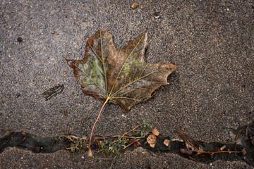 autumn leaf on rainy day pavement