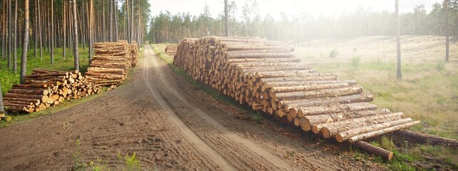 Freshly made firewood in the evergreen forest, pine tree logs close-up. Environmental damage, ecological issues, ecology, nature, wood, deforestation, alternative energy, lumber industry, business