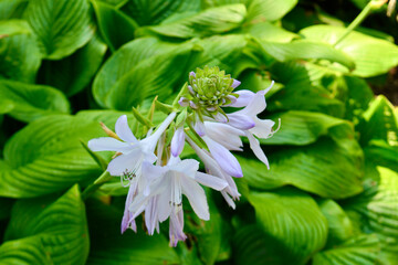 Obraz premium Pink flower bud