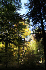 Obraz premium sun rays in the forest