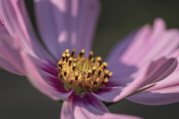 Closeup shot of a purple flower for wallpaper and background