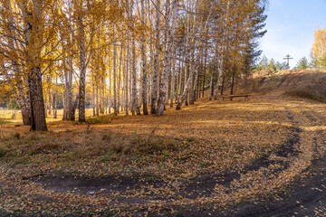 Autumn landscape. A winding forest road in a birch grove. Among the white trunks are yellow fallen leaves.