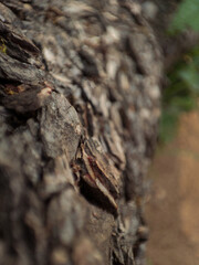 Tree trunk