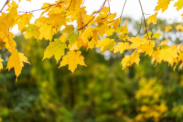 Fototapeta na wymiar Golden maple leaves in autumn sun