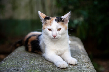 Ein Kätzchen mit weißem roten und schwarzem Fell liegt auf einem Steintisch. Quer über und unter einem Auge ist das Fell verschmutzt. Der Hintergrund ist dunkel mit Bokeh. Das Bild hat Querformat.