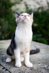 Ein Kätzchen mit weißem roten und schwarzem Fell sitzt auf einem Steintisch mit Patina schaut in Richtung Himmel 