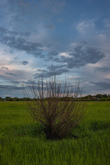 Fototapeta na wymiar Lonely Dry Tree on a Green Field