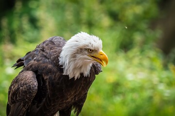 A bald eagle closeup in a falcrony in saarburg, copy space