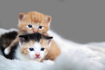 Zwei 3 Wochen alte Kitten Kätzchen. Frontal in die Kamera schauend. Übereinander liegend mit grauem Hintergrund auf weißer Plüschdecke