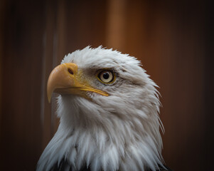 A bald eagle closeup in a falcrony in saarburg, copy space