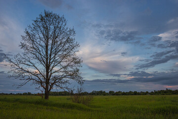 Obraz premium Lonely Dry Tree on a Green Field