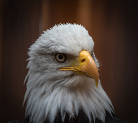 A bald eagle closeup in a falcrony in saarburg, copy space