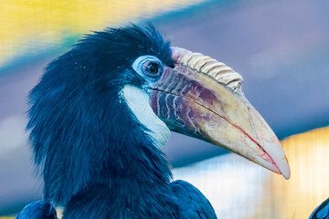 papuan hornbill - Blyth's hornbill - Rhyticeros plicatus 