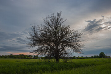 Lonely Dry Tree on a Green Field