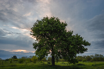 One Tree Among the Green Field