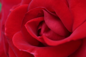 Fototapeta na wymiar Red rose