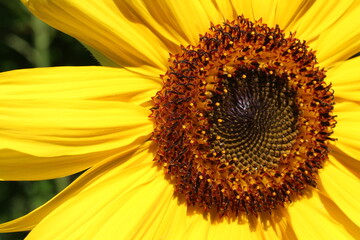 Obraz premium Sunflower 2