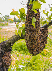 Home Swarm of Bees are Preparing to Move