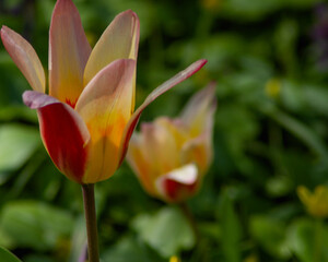 red and yellow tulip