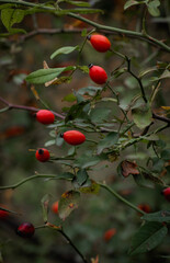red apples on a branch
