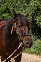 Fototapeta premium portrait of a horse