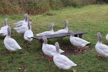 Gänse auf dem Bauernhof.