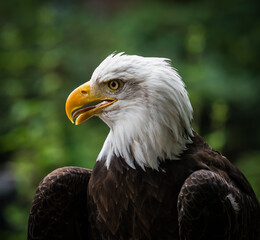 A bald eagle closeup in a falcrony in saarburg, copy space