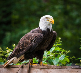 A bald eagle closeup in a falcrony in saarburg, copy space