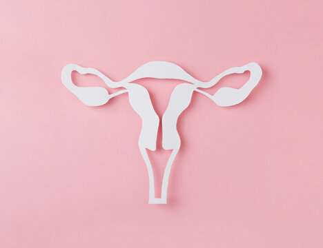 figure of female reproductive system cutted from Paper on pink background. Woman's anatomy concept. Woman's health. Concept banner of Gynecology. 