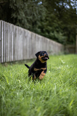 Rottweilerwelpe im Sprung