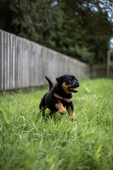 Rottweilerwelpe im Sprung