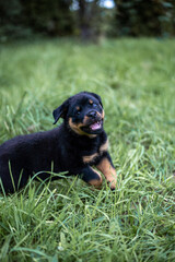 Rottweilerwelpe im Sprung